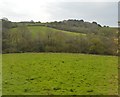 Fields and trees