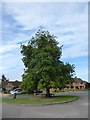 Seat around a tree in Cropredy