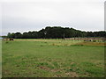 Paddocks near Hall Farm