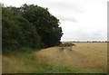 Wheatfield at Sudbrooke