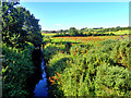 Ditch near the Comber Greenway