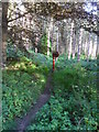 Chopwell Wood: Bracken Crozier Sculpture