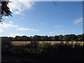 SU6274 : Field by Tidmarsh Lane, Maidenhatch by David Howard