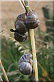 Snails on Hogweed