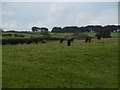 Cattle near Newmill