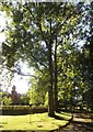 Trees outside Hall