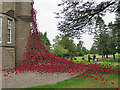 Poppy Window