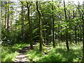 NZ1358 : Beech trees in Chopwell Wood by Anthony Foster