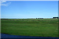 Grazing on the banks of the River Thurso