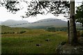 Fence around a boggy field, Inveroran