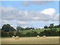 Straw bales and white cattle