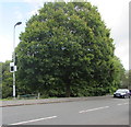 Oak tree, Barrack Hill, Newport