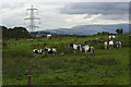 Horses in the field at Cut Farm