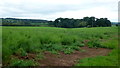 Farmland north of Wharmadine Lane