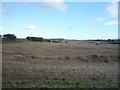 Stubble field and bales off the A698