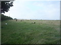 Grazing and hedgerow, East Newburn