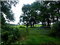 Pasture by the Tern