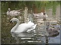 A family of swans on the Trent & Mersey Canal