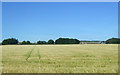 ND2455 : Crop field, Mains of Watten by JThomas