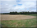 Crop field towards Rutherford Lodge