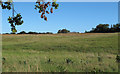 Grass field east of Lorkin