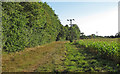 Field margin near sweetcorn crop, Little Maplestead