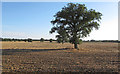 Line of trees in arable field, Little Maplestead