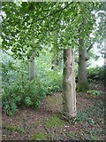 ST0519 : Carved tree stump, woods at Holcombe Court by David Smith