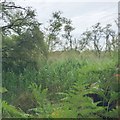 East Stoke, reedbed