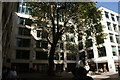 View of a tree in Bow Churchyard from Cheapside