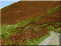 SN7453 : Bracken smothered hillside in Cwm Doethie Fawr, Ceredigion by Roger  D Kidd