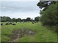 Footpath across a field of cows