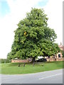 119 year old Lime tree in Laxton