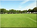 Dog on Football Pitch