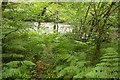 River Dart near Holne Bridge