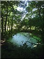 Pond, Shermanbury Road