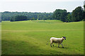 Sheep in Dodington Park