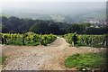 Late Summer mist clearing over the vines at Holmfirth Vineyard