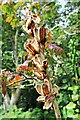 Empty seedhead of the Giant Himalayan Lily (Cardiocrinum giganteum)