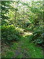 Path through Graffridge Wood, Knebworth