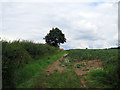 Footpath to Kegworth from Mills Lane