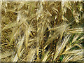SK6808 : Barley by Andrew Tatlow