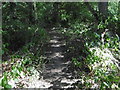 Path in Oak Hill Woods Local Nature Reserve