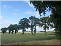 Trees forming a field boundary