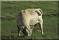 Cow, Bowling Green Marsh