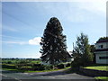 House dwarfed by monkey puzzle tree