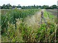 Bulrushes in a dike south of Waterbeach