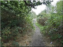 SU8259 : Path on Yateley Common by David Howard