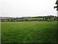 Grazing sheep, Stanford Bishop