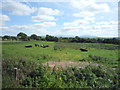 Rough grazing, Cowfold